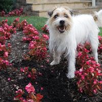 Dog in flower bed