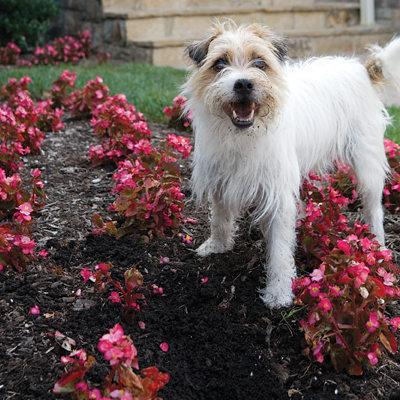 Dog in flower bed