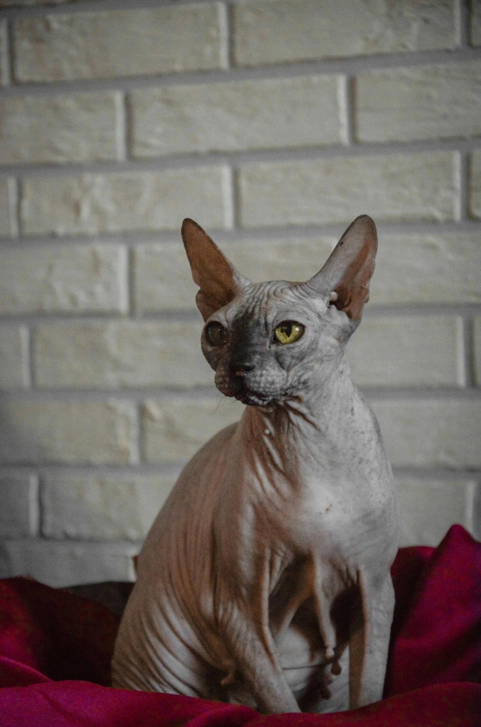 Sphynx Cat