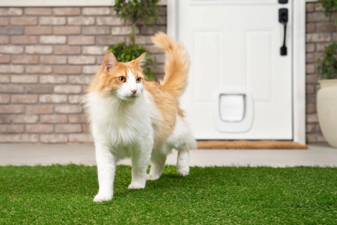 cat by pet door