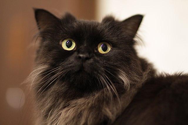 LaPerm Cat