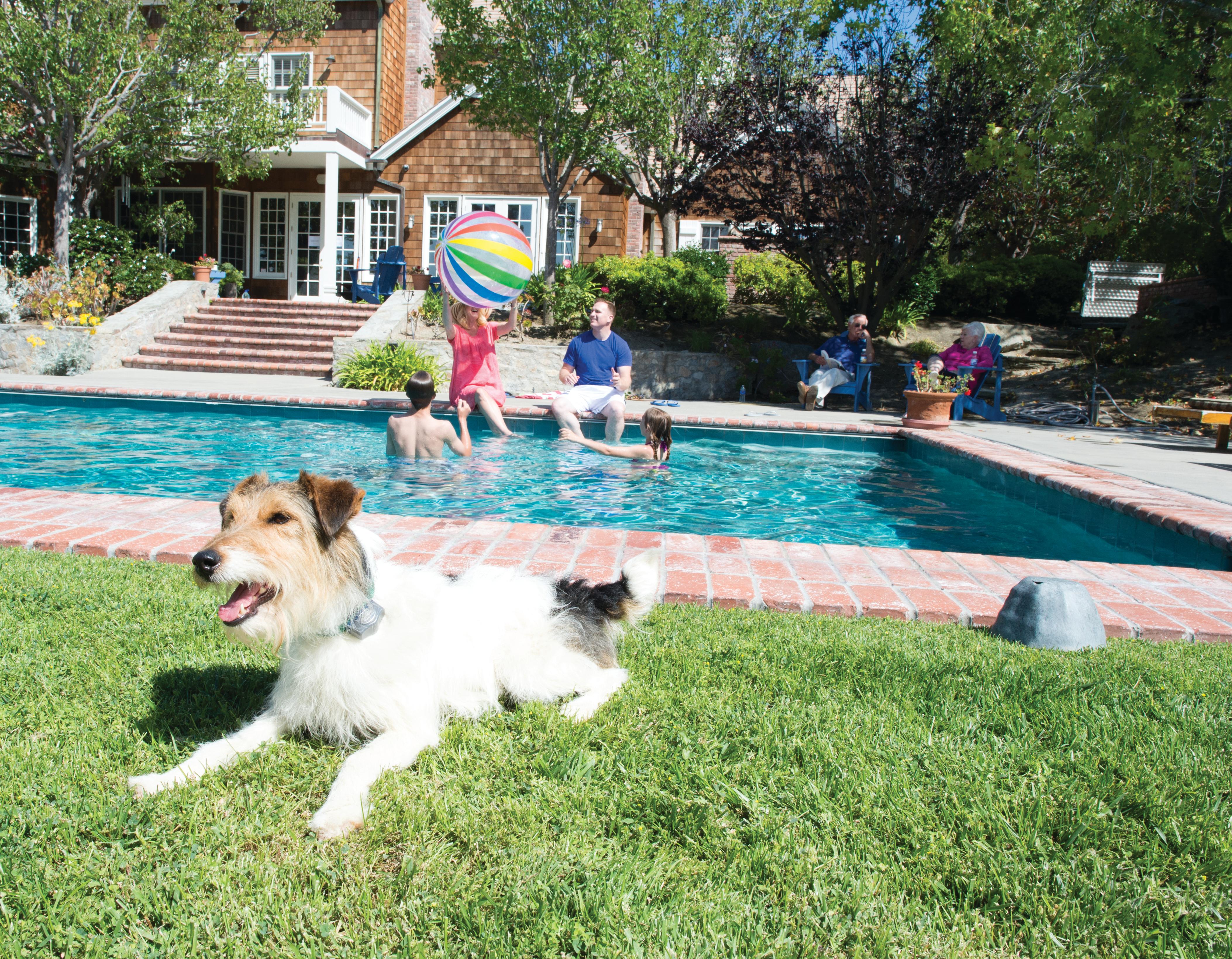 cat wearing Invisible Fence collar sitting next to lady in garden area