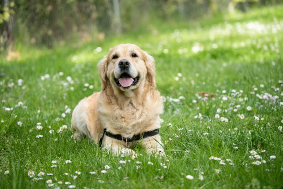 Golden Retriever on the grass