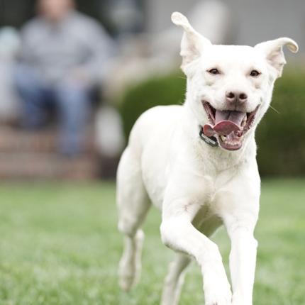 Dog running happily
