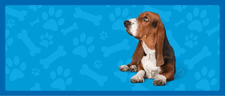 a basset hound laying down