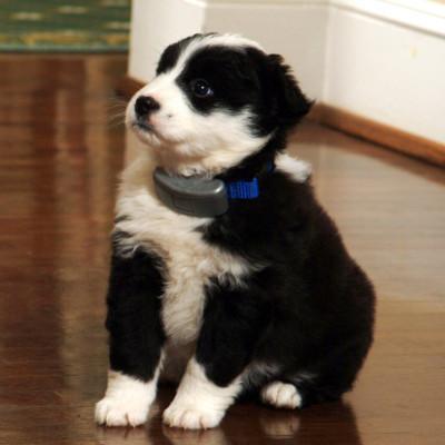 puppy