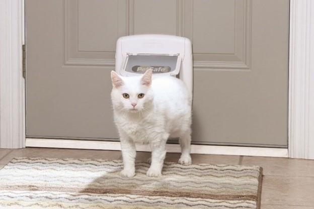 Cat in cat door