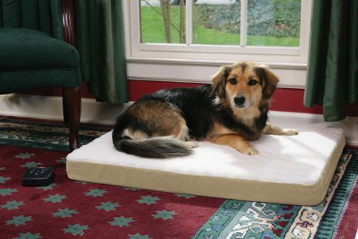dog on bed