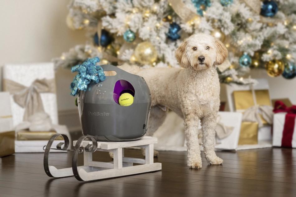 dog and petsafe holiday toys