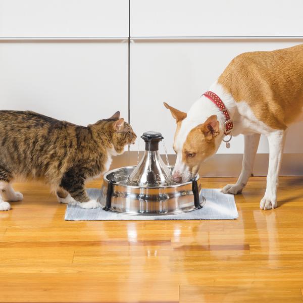 Cat and dog drinking out of fountain