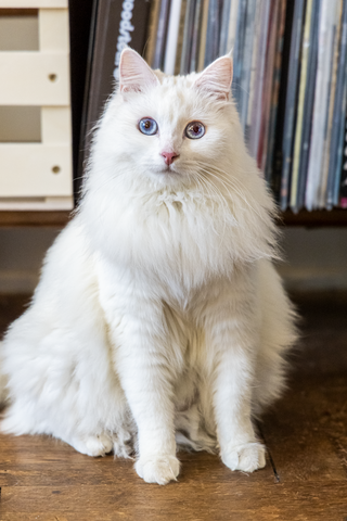 Siberian White Cat