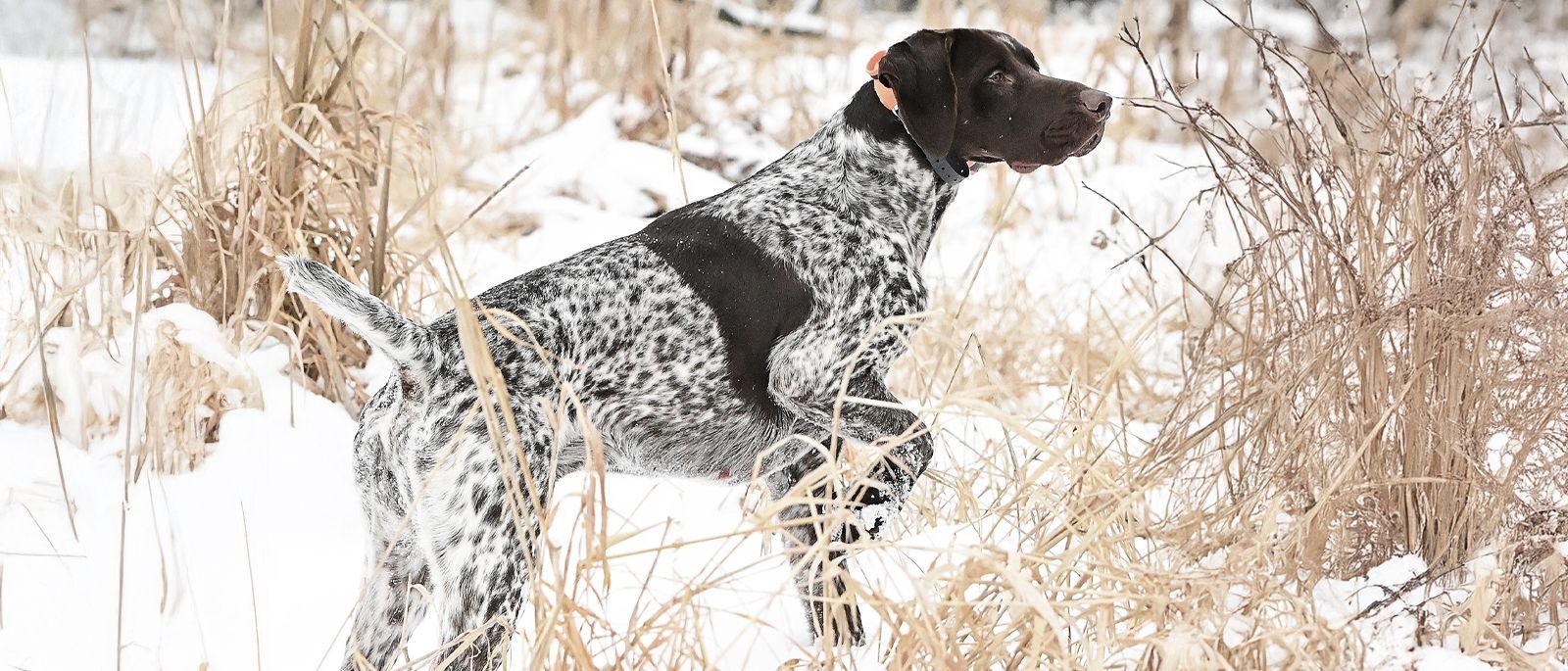 dog wearing FieldTrainer collar