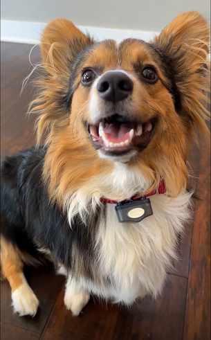 Keep Pets Safe While Cooking