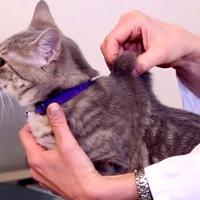 pet dehydration skin test