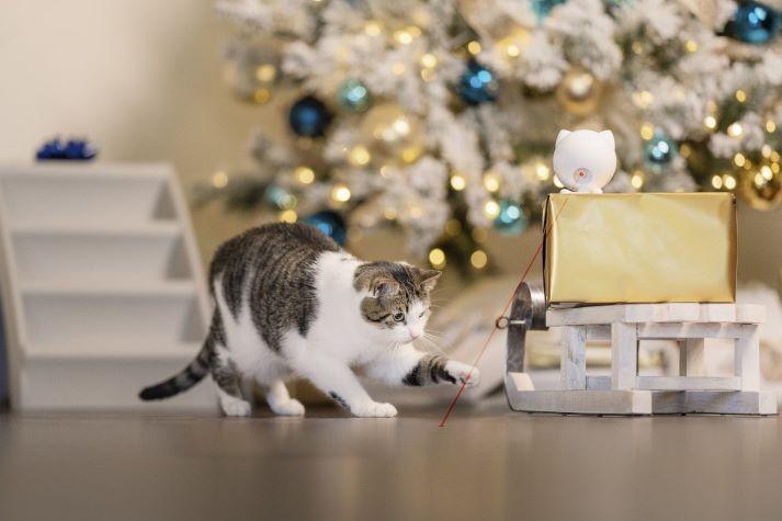 cat and litter box