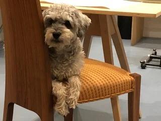 Tall Coopered Dining Chair — image 2
