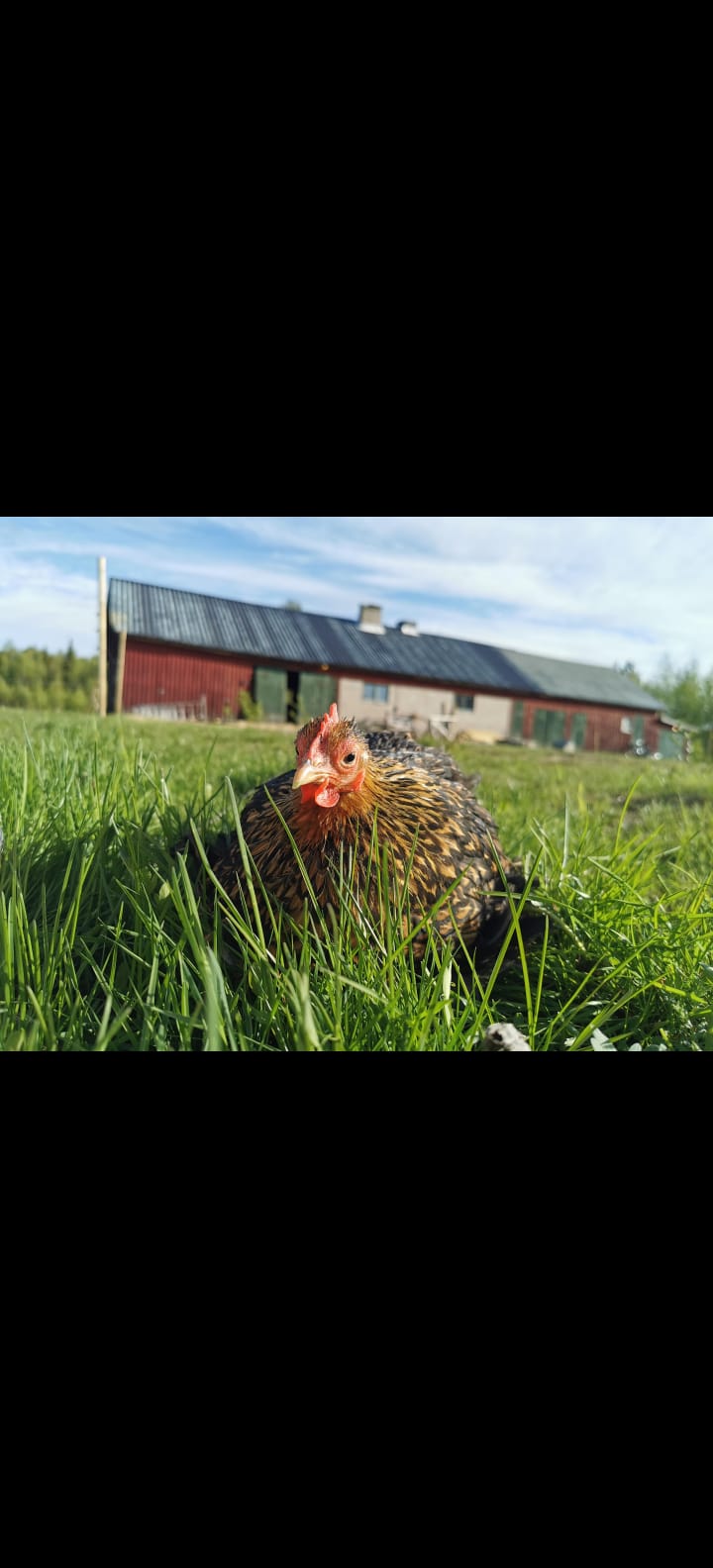 Höns