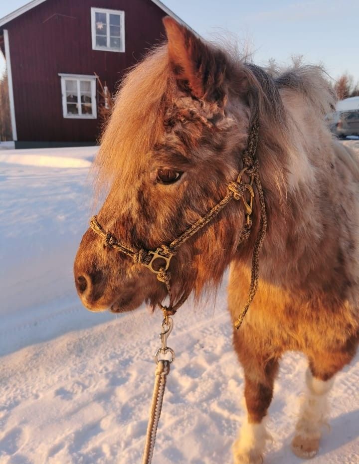 Häst