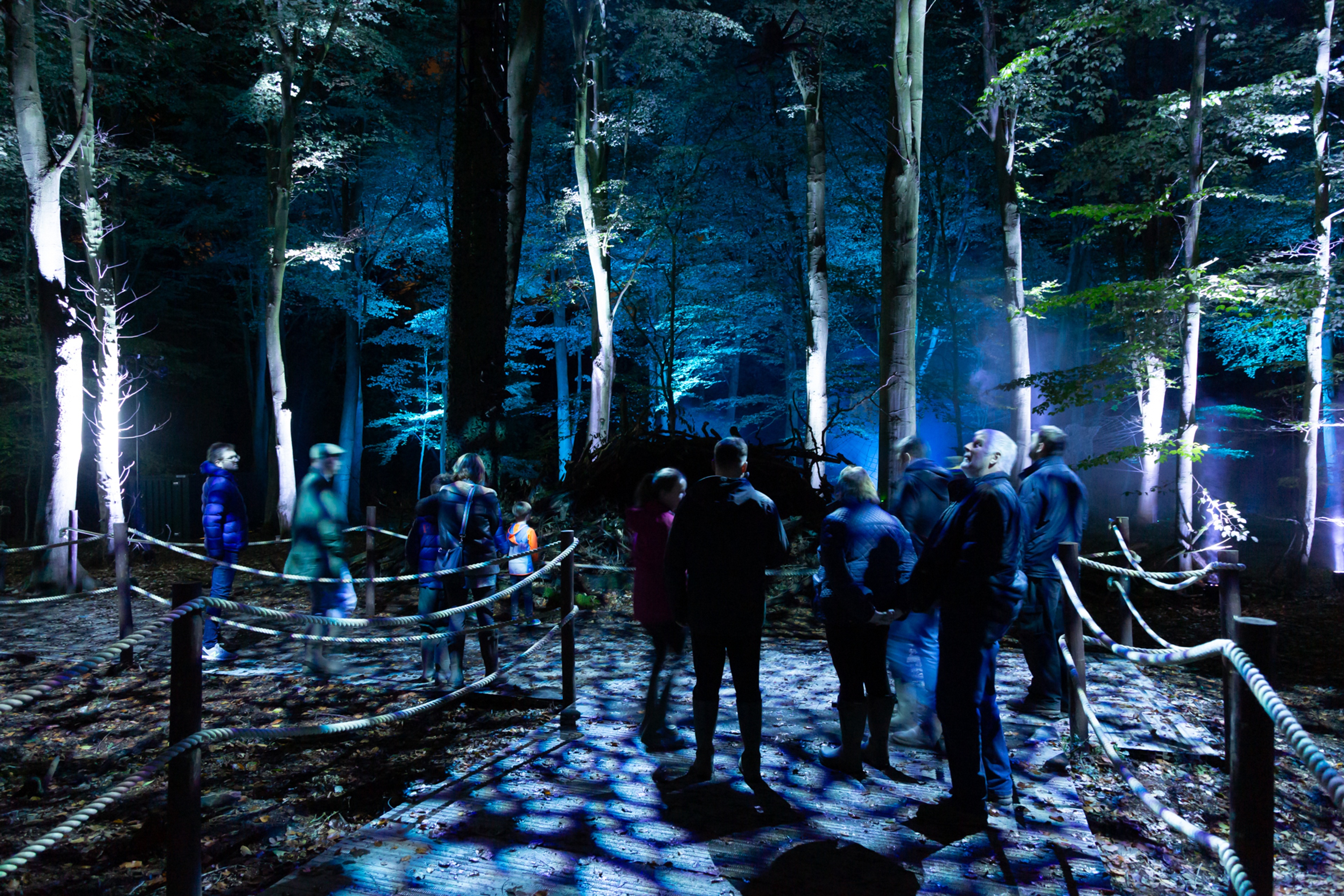 Harry Potter: A Forbidden Forest Experience crowd walking down a pathway in the forest