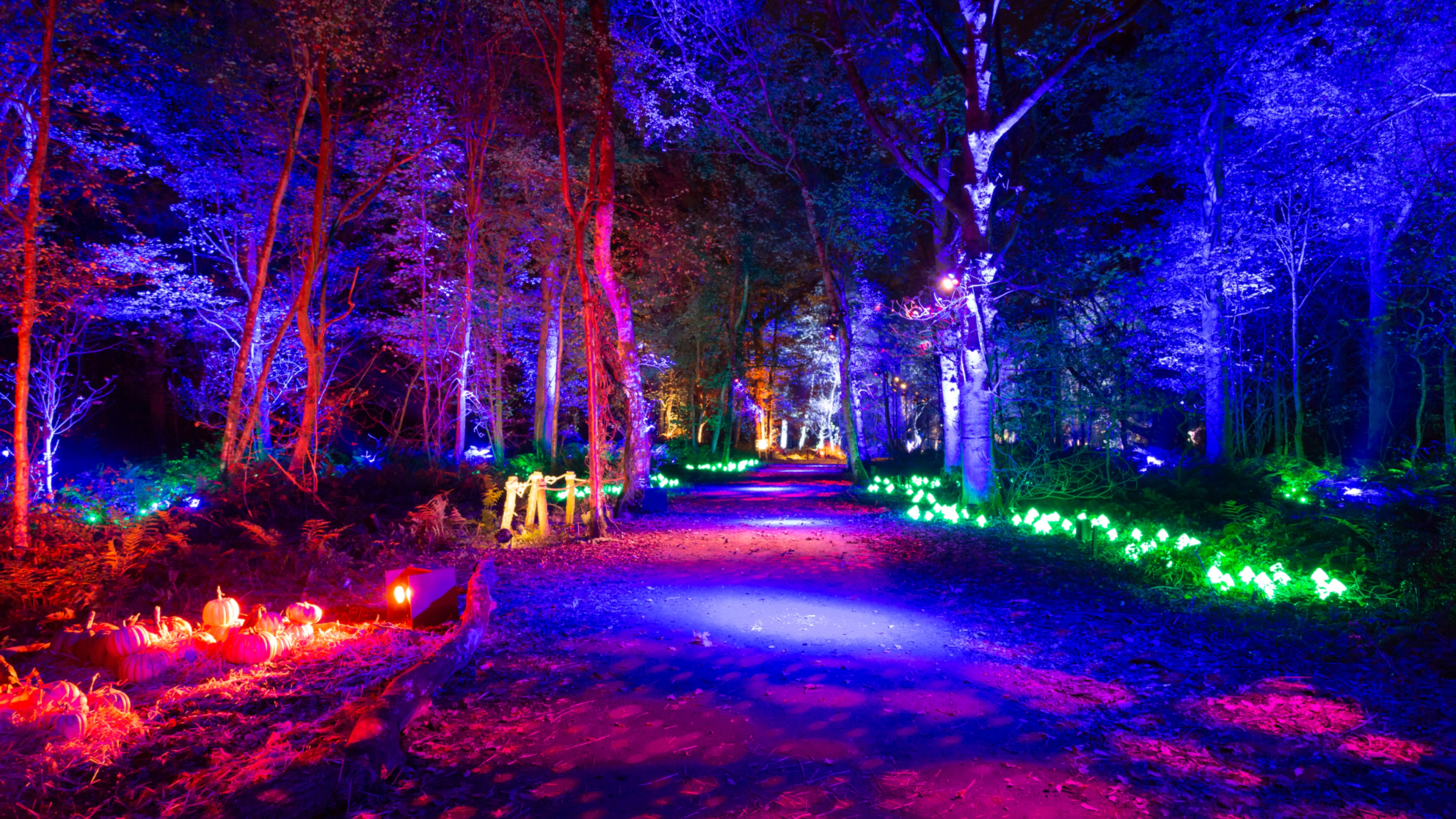 Harry Potter: A Forbidden Forest Experience forest lit up with bright colorful light