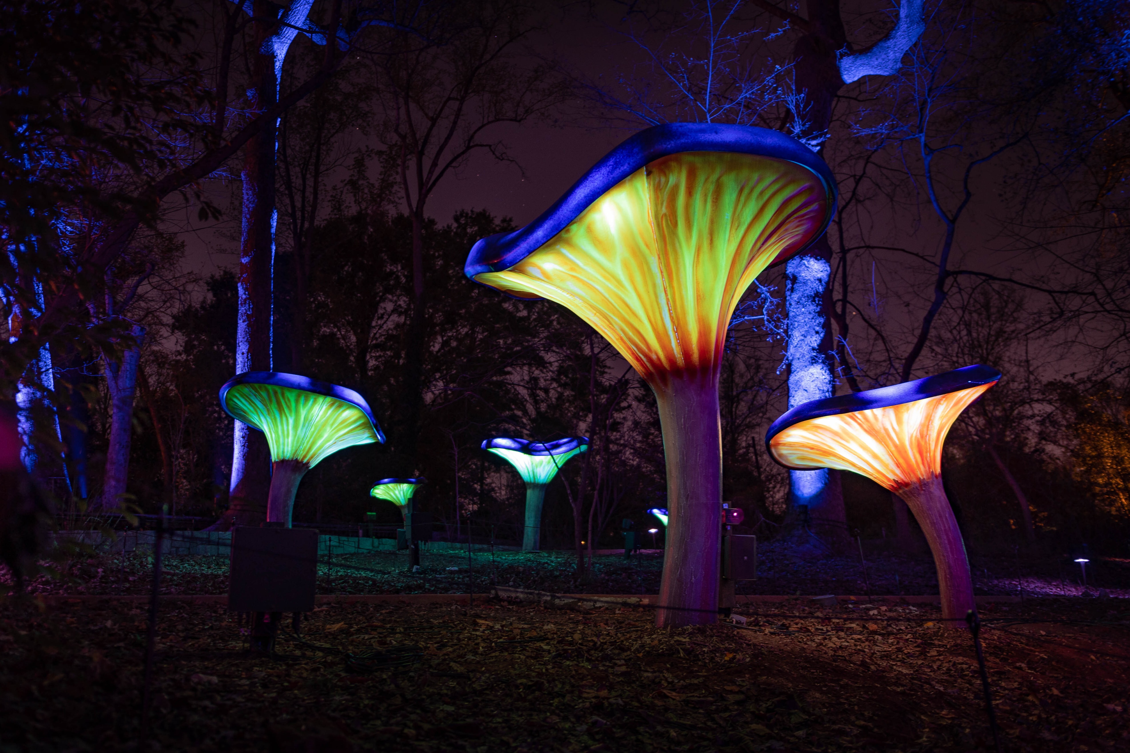 Colorful mushroom sculptures at night.