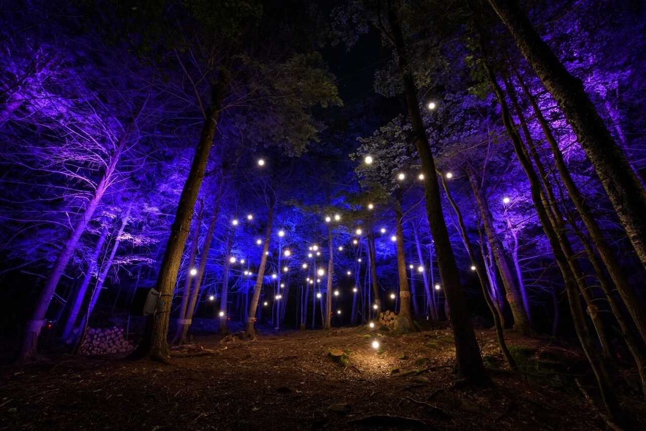 Forest with purple lighting and yellow bulbs