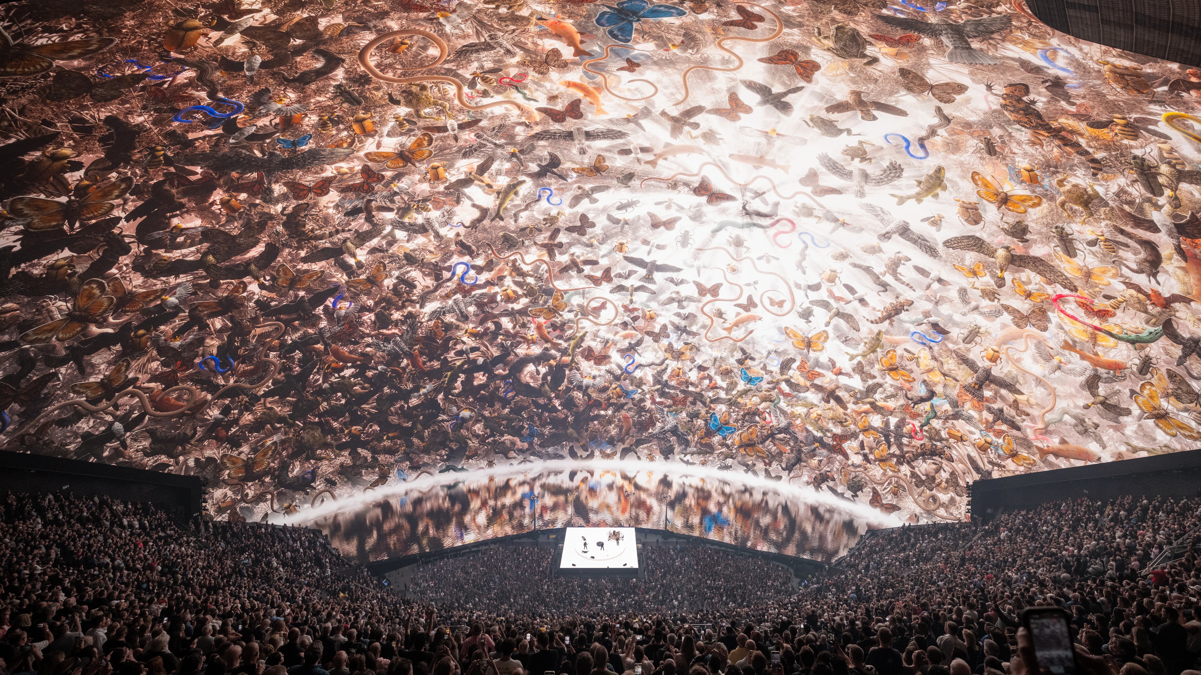 Huge collage of various creatures including butterflies floating on an LED backdrop for U2 performance at The Sphere Las Vegas