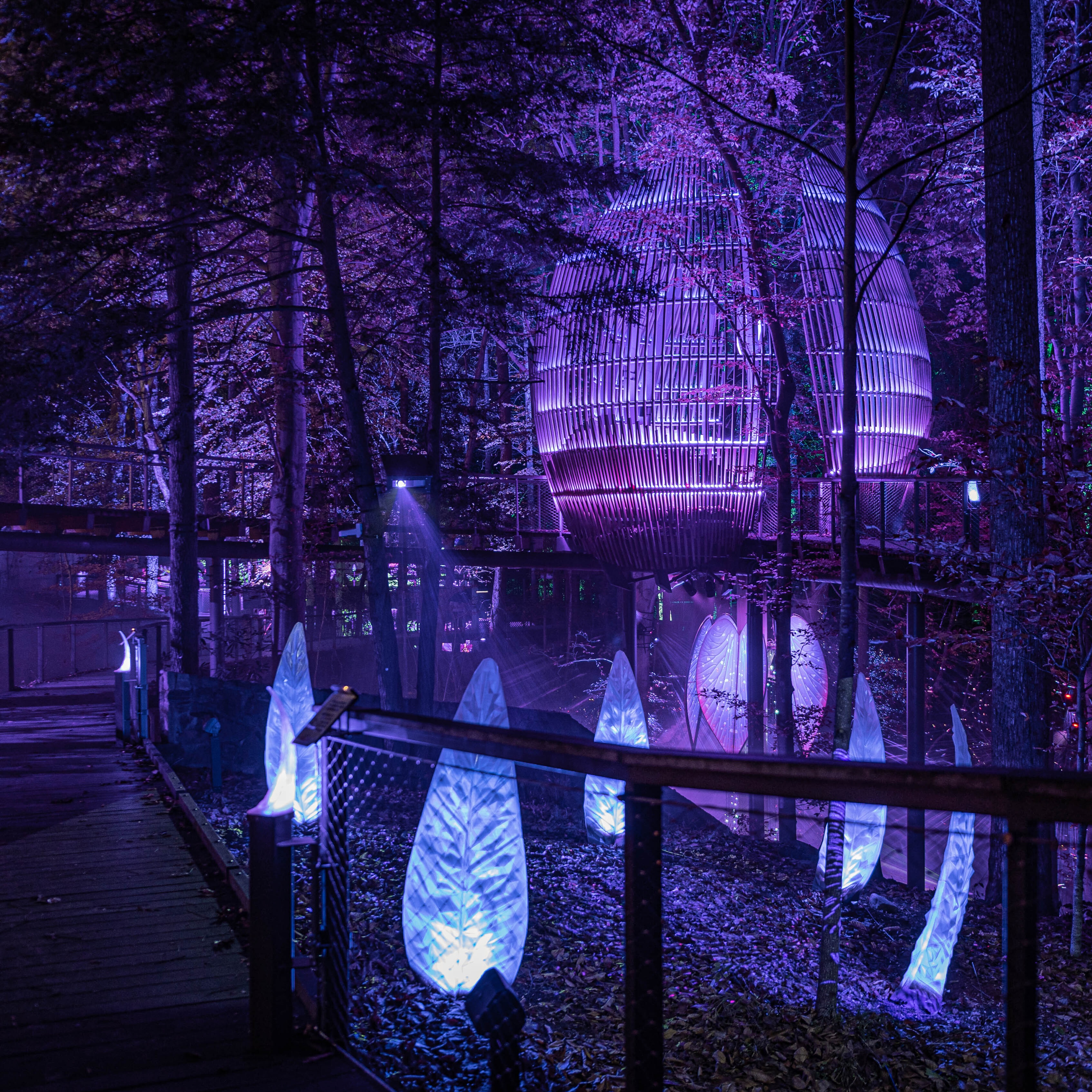 Nighttime view of walkway through a forest. The forest is illuminated with purple and deep blue lights and is decorated by glowing leaf sculptures.