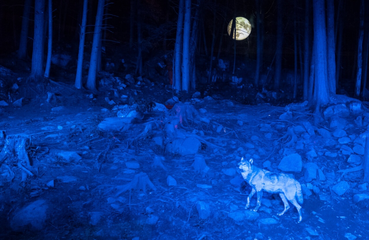 Forest floor with blue lighting and wolf
