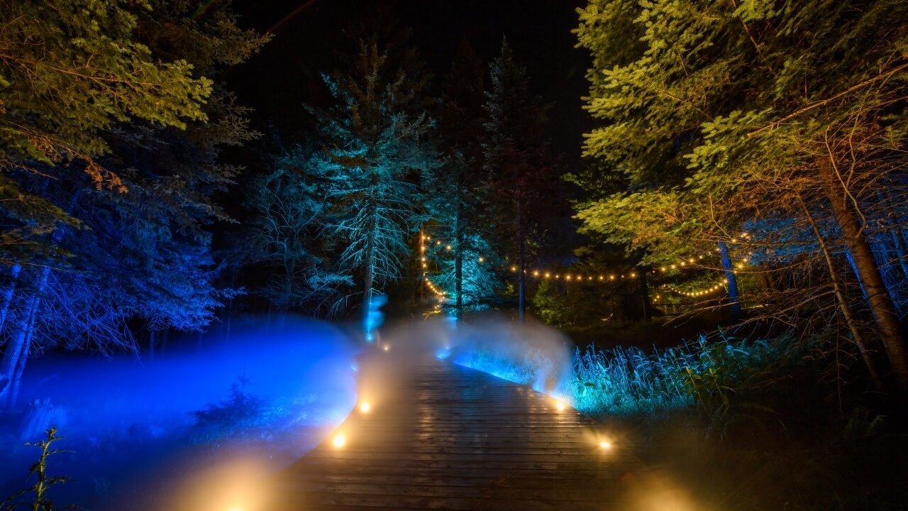 Forest walk through at night with blue and yellow lighting
