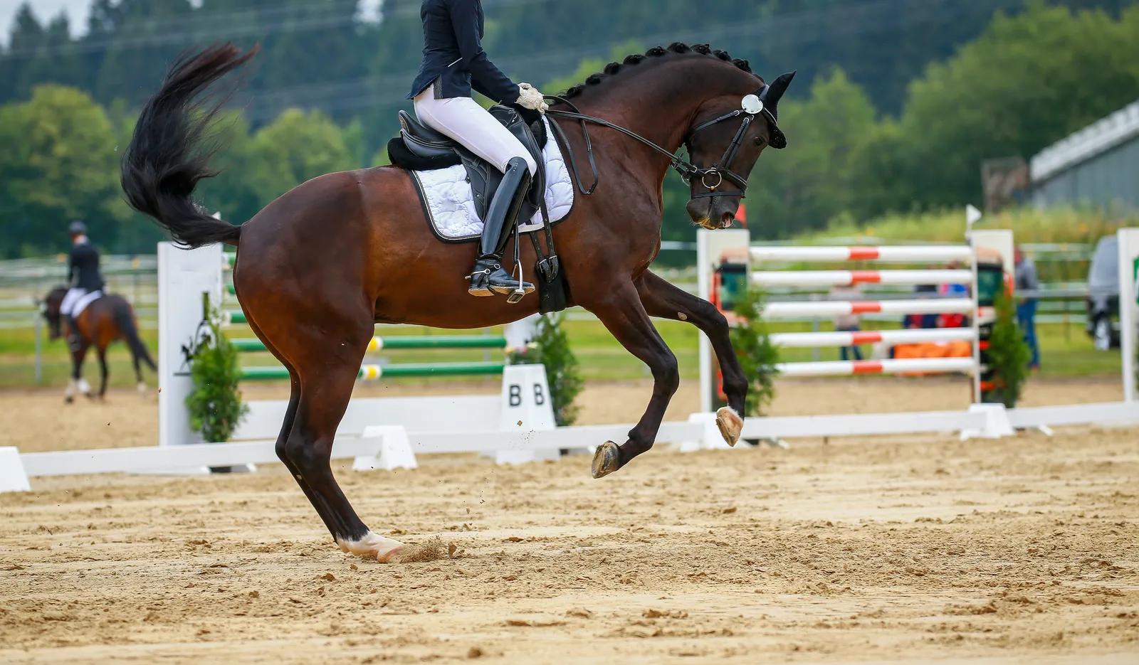 A correctly fitted bit resting at the corners of a horse’s mouth