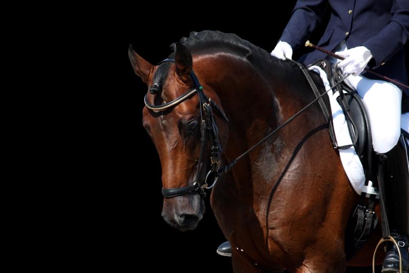 The Complete Guide to Horse Tack: Everything Your Horse Needs
