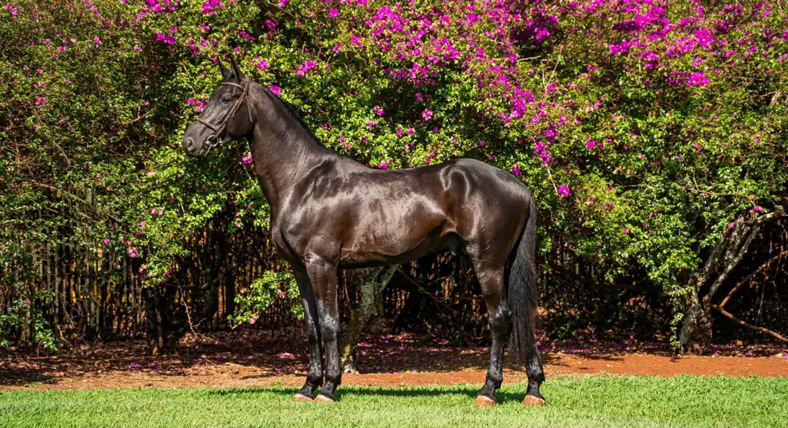 An off-the-track Thoroughbred standing in a field