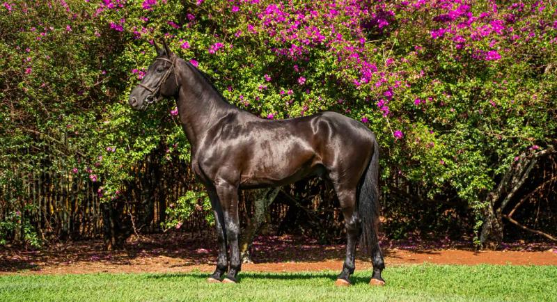 An off-the-track Thoroughbred standing in a field