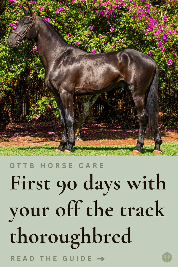 First 90 days with your off-the-track Thoroughbred