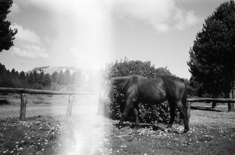 Black-and-white film photo of a horse grazing beside a wooden paddock fence in hazy sunlight