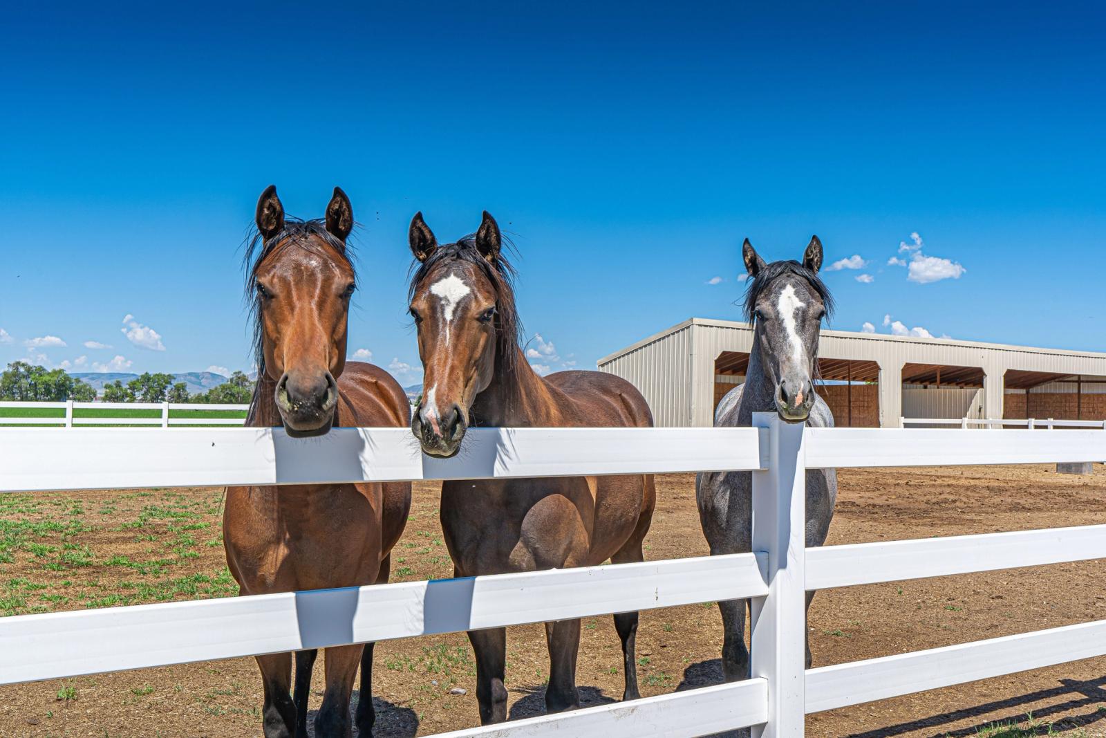 Boarding vs Keeping a Horse at Home: Which Is Right for You?