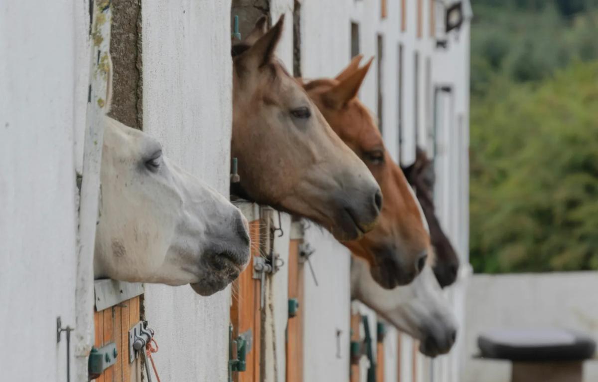 A tidy, well-kept horse barn aisle