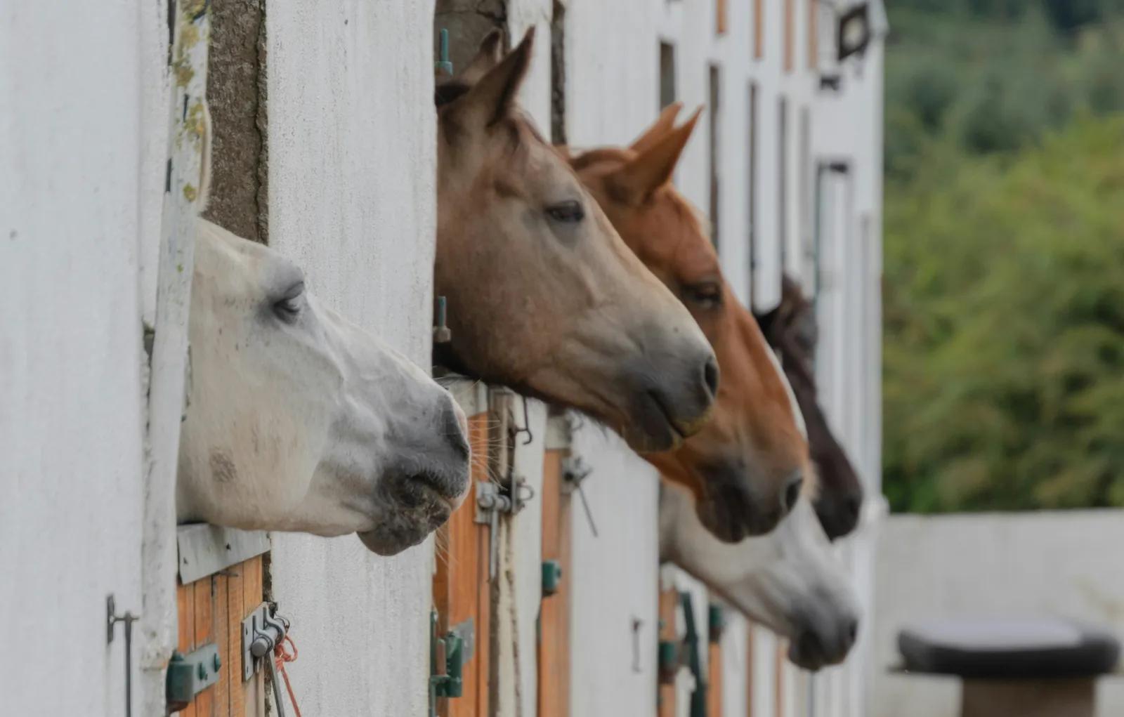 A tidy, well-kept horse barn aisle