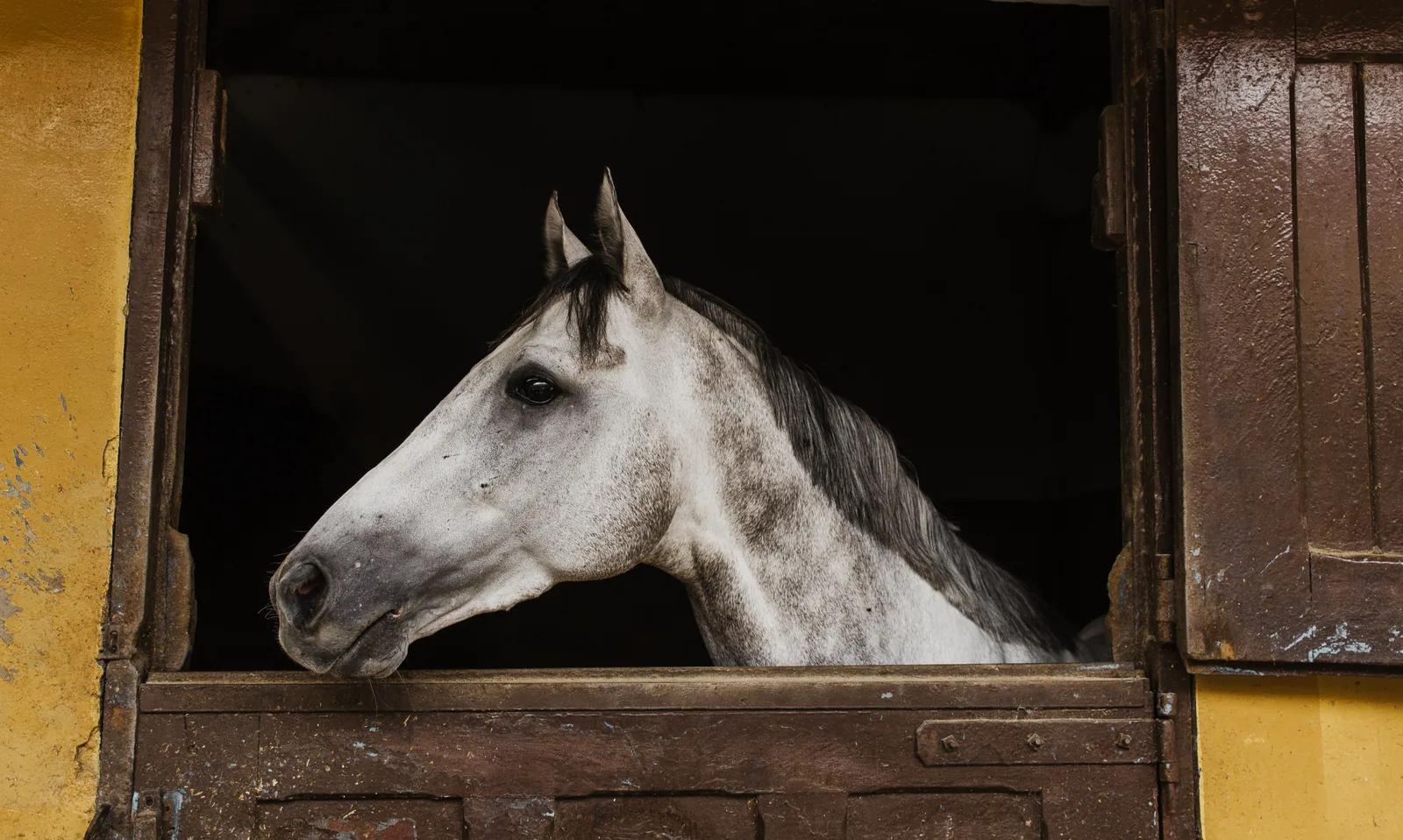 A clean, well-bedded horse stall