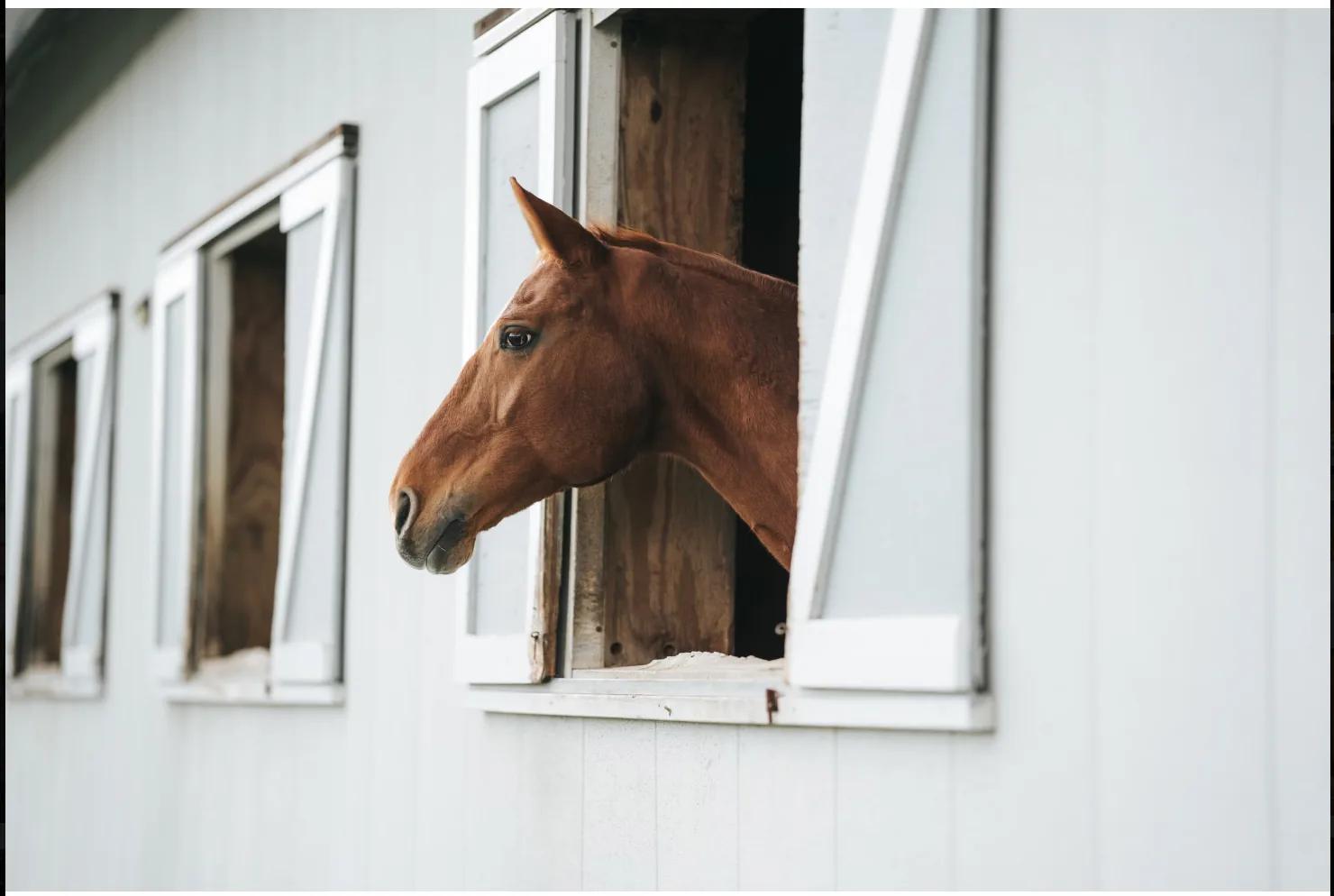 An organized horse barn tack room with saddle racks