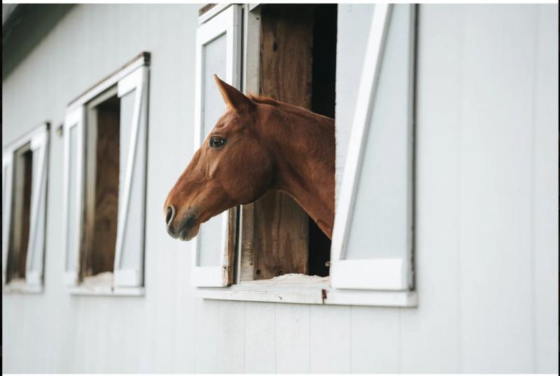 An organized horse barn tack room with saddle racks