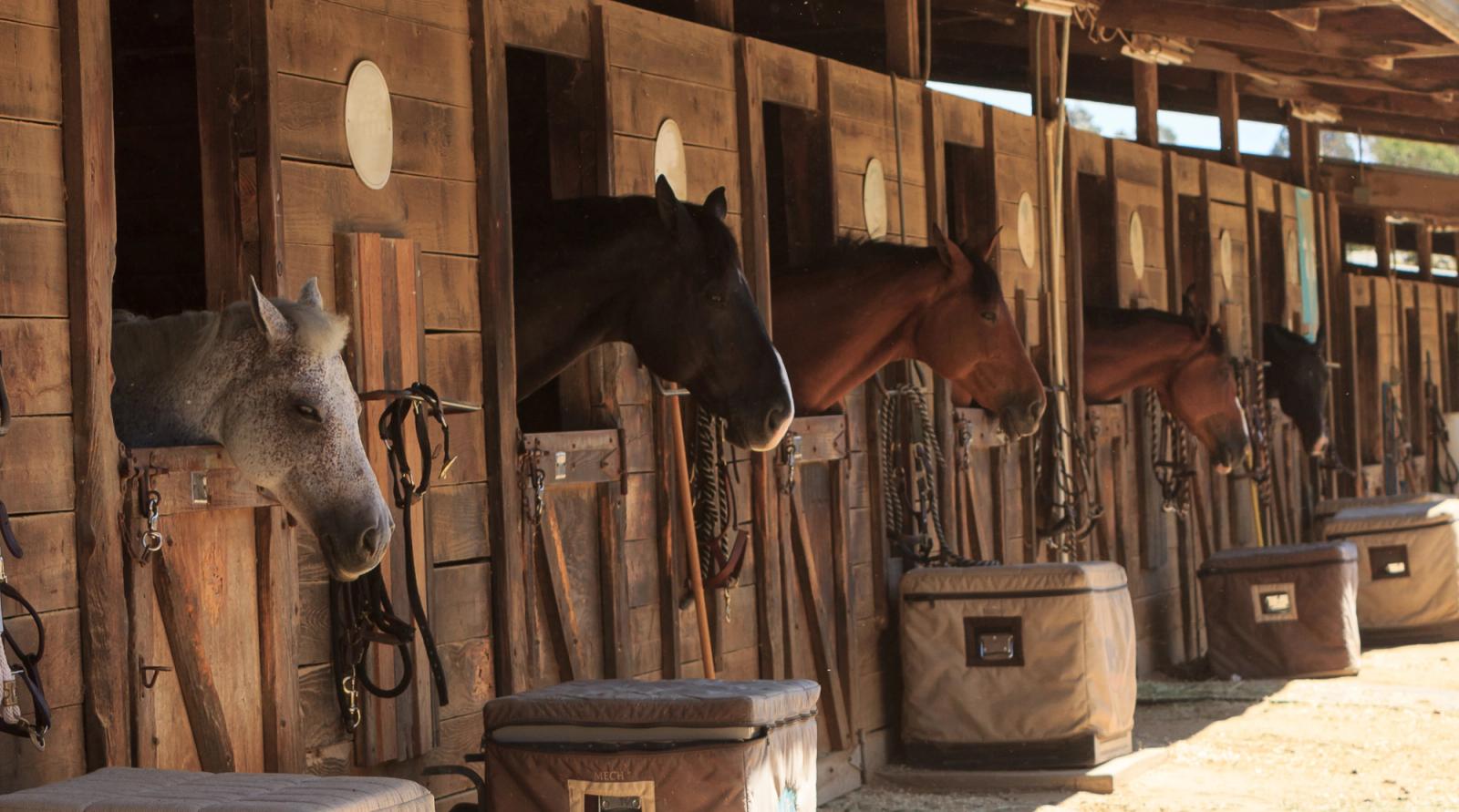 Six horses looking out over the half-doors of a weathered wooden stable, with halters and lead ropes hung tidily beside each stall and blanket trunks lined along the swept aisle