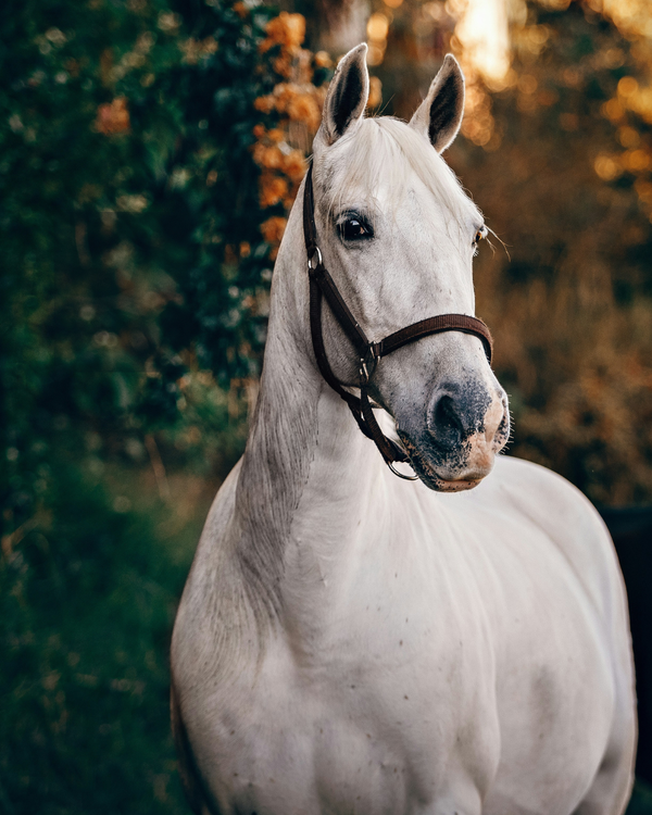 Bridle & Burlap equestrian style