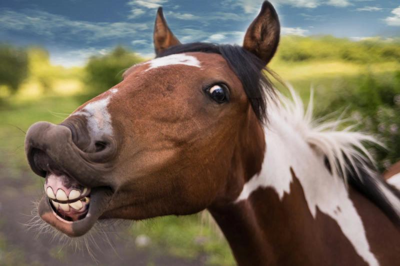 A horse with ears forward, reading its body language