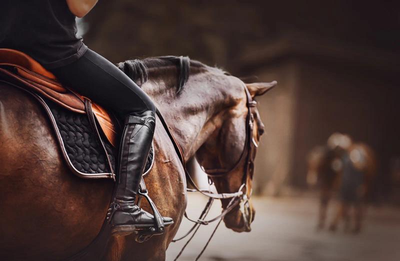 First-time horse owner guide — close-up black and white portrait of a grey horse in a leather bridle with rhinestone browband