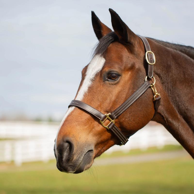 Equinavia Valkyrie Classic Leather Halter — Chocolate Brown