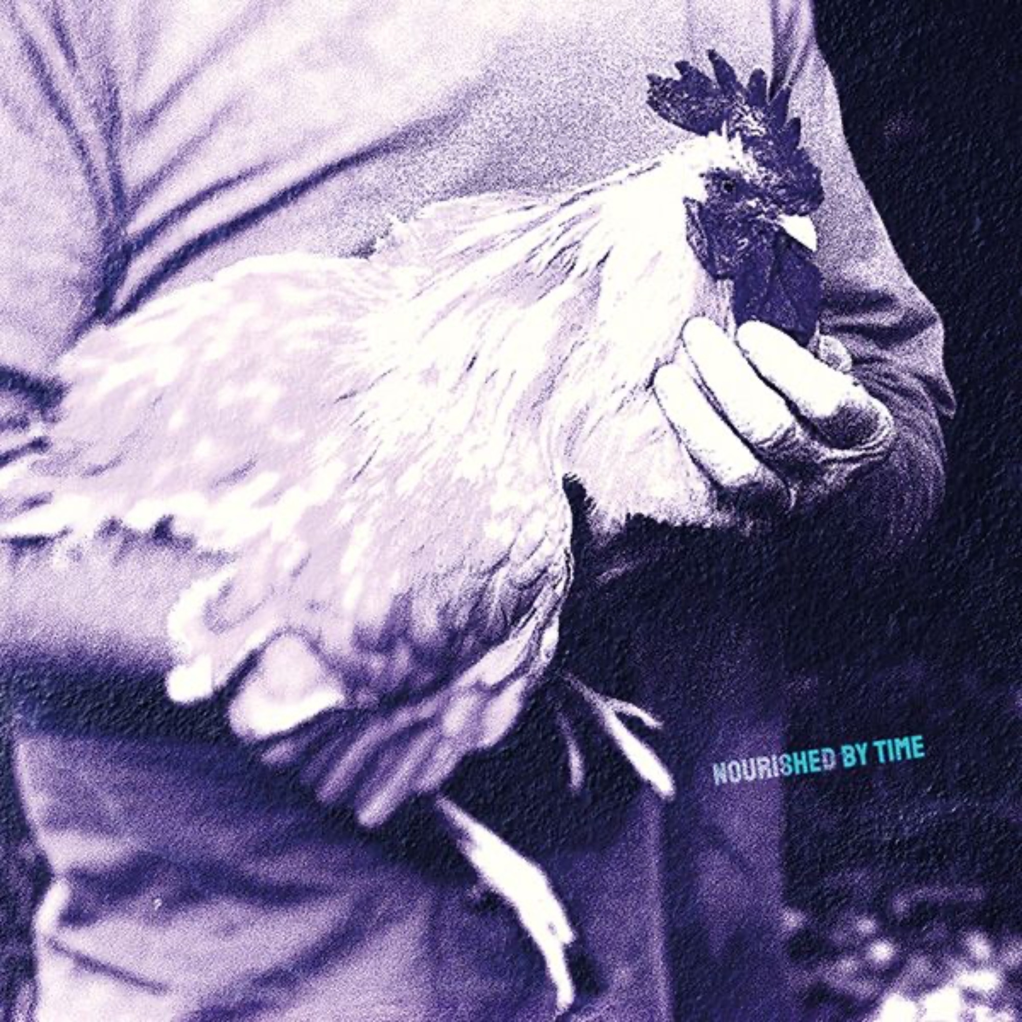 Catching Chickens album cover