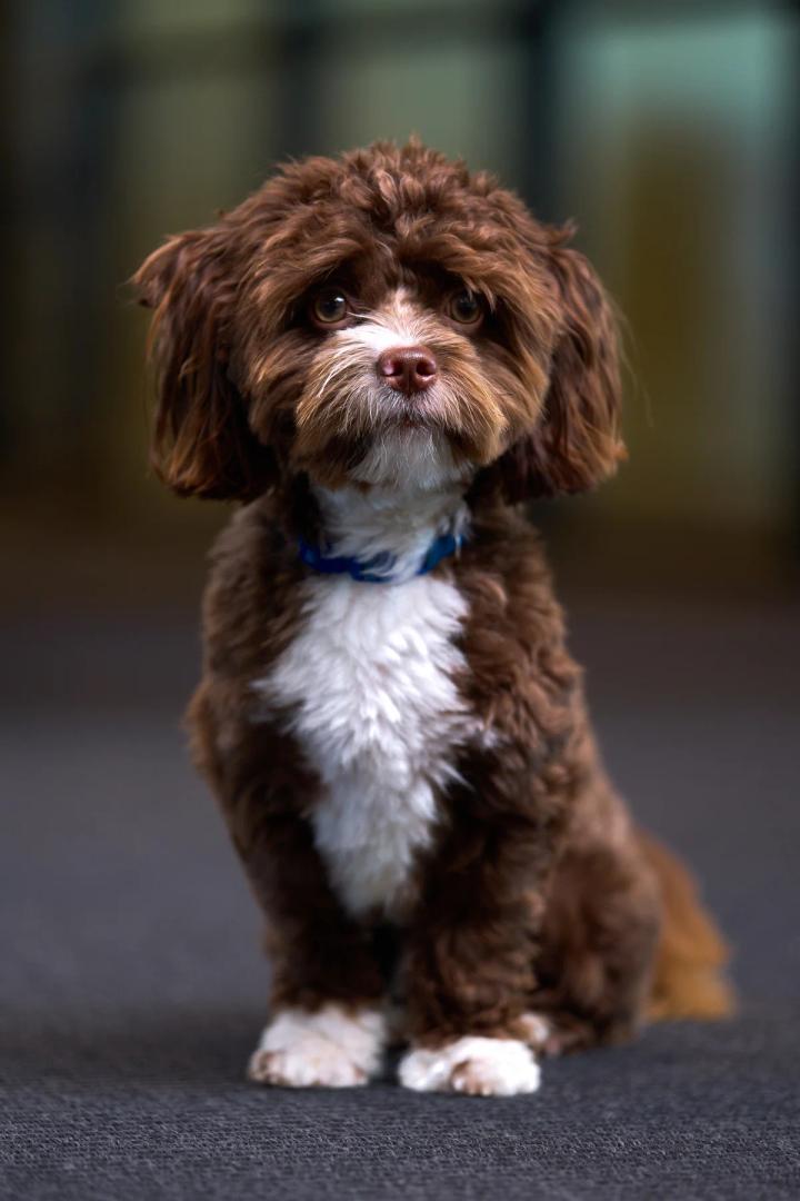 Portrett av Basse, en brun og hvit krøllete hund med blått halsbånd som sitter og ser rett i kamera