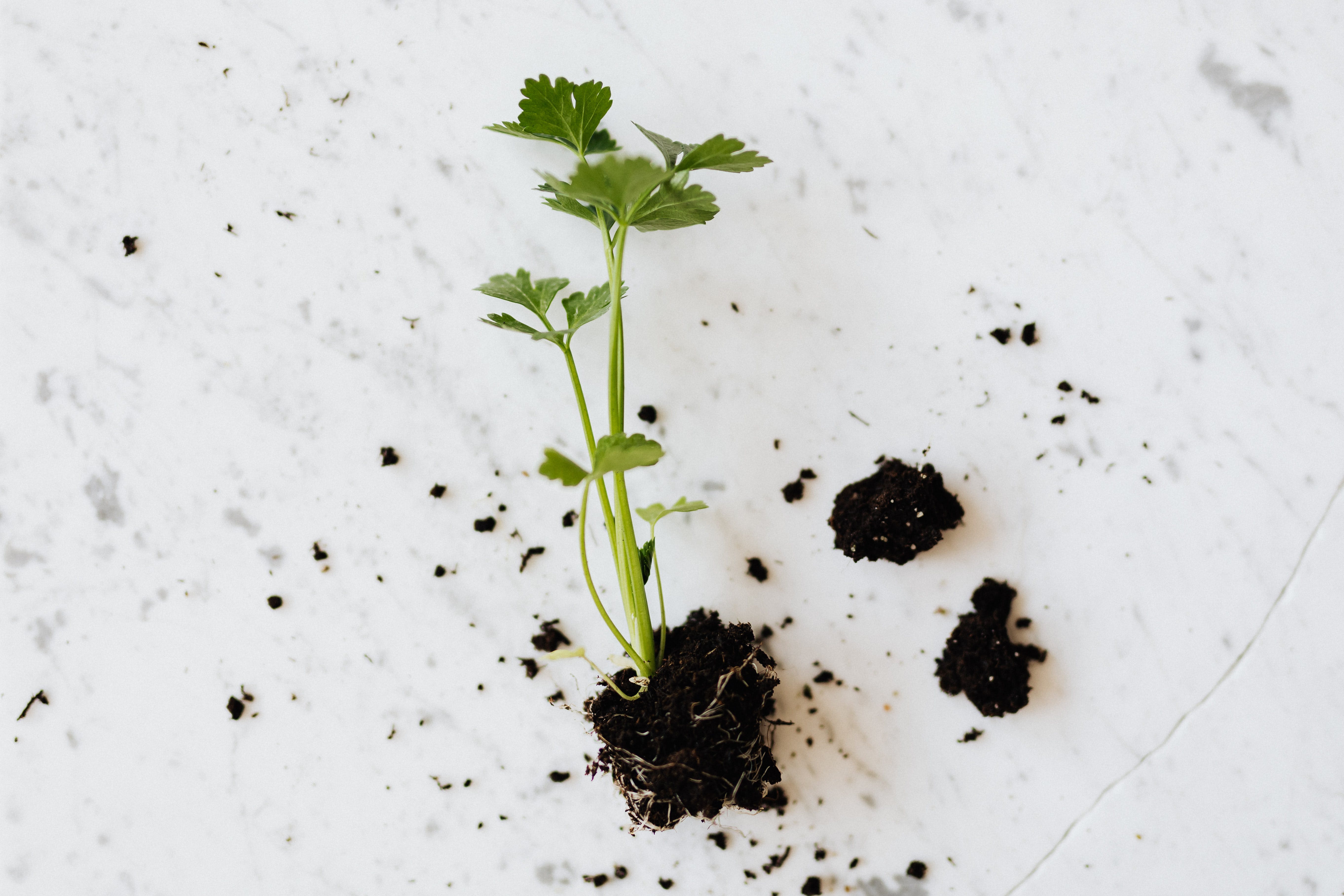 Starting an Indoor Herb Garden